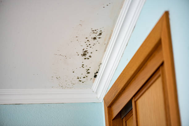 Best Office Mold Removal Services  in Lofall, WA