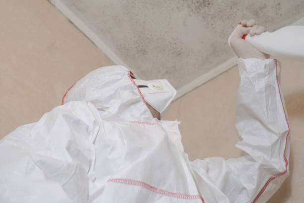 Home Mold Removal in Lofall, WA