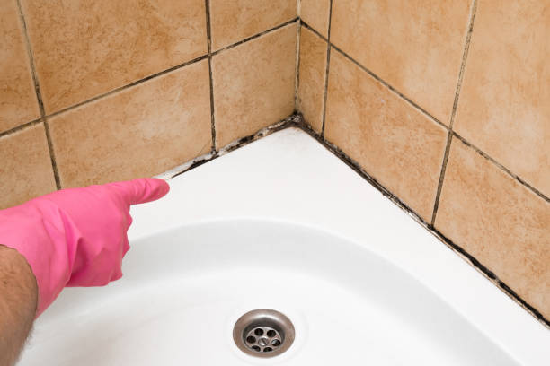 Best Fast Mold Removal  in Lofall, WA